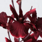 Preview: Decorative Branch "Orchid"