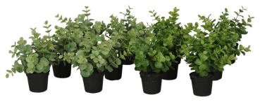 Kleine Pflanze im Topf