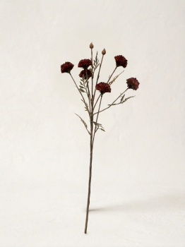 Chrysantheme, Seidenblume