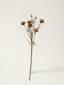 Chrysantheme, Seidenblume