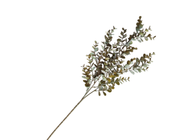 Eukalyptus, Dekozweig