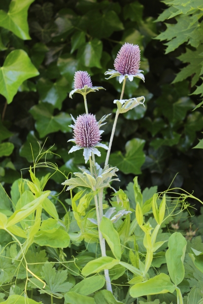 Artificial Flower "Thistle"