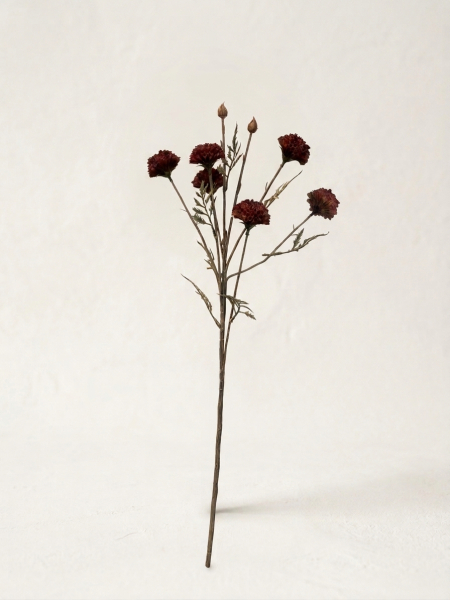 Chrysantheme, Seidenblume
