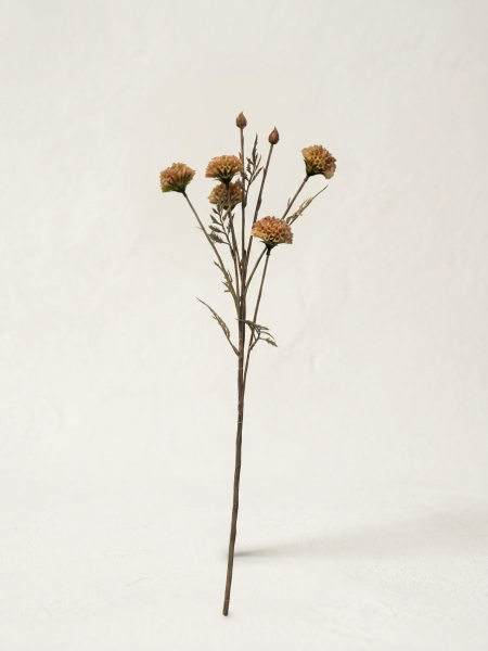 Chrysantheme, Seidenblume