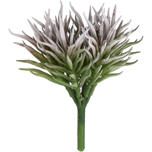 Crassula Dekozweig grün