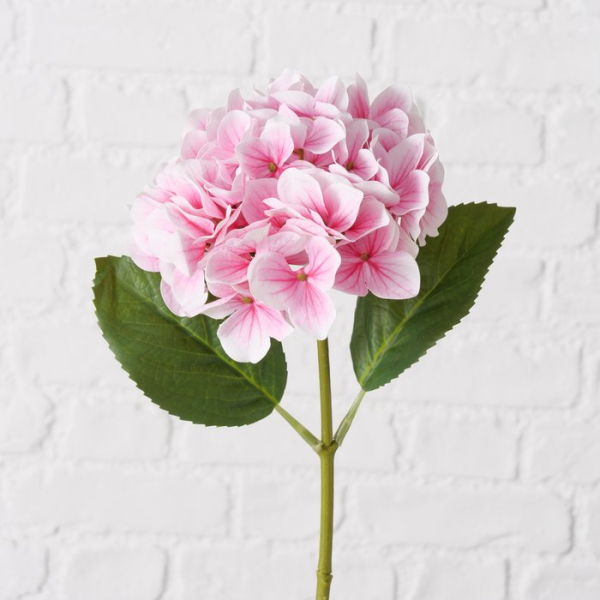 Hydrangea pink