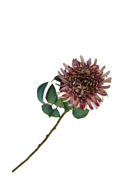 Chrysantheme, Seidenblume