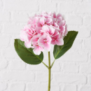 Hortensie pink